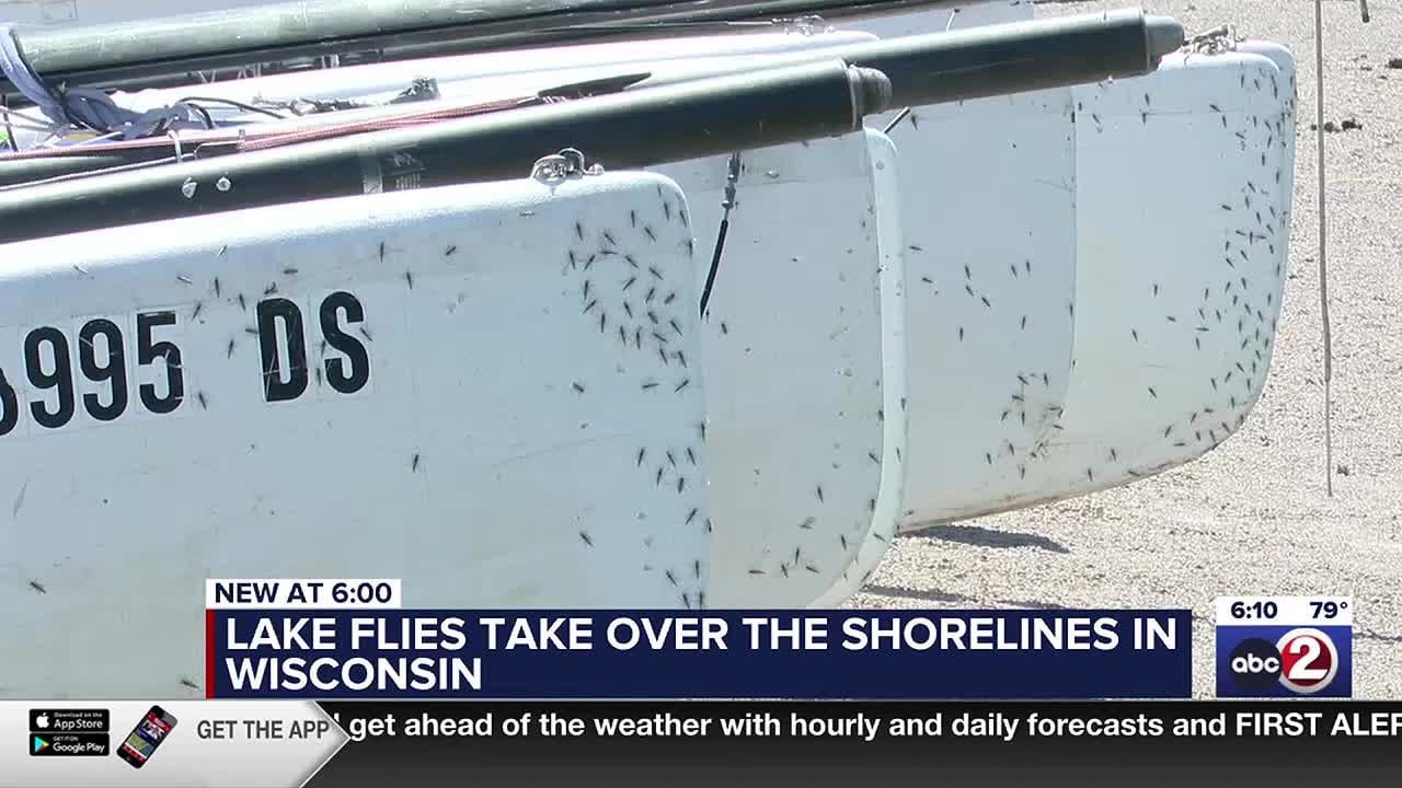 Lake flies take over the shorelines of Wisconsin