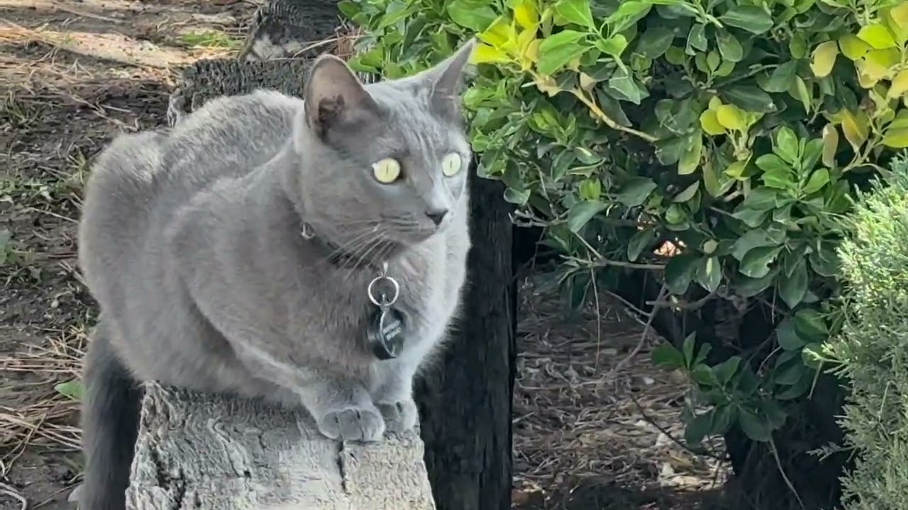 Covert Surveillance on Rocky {codename: Rocky Raccoon}
