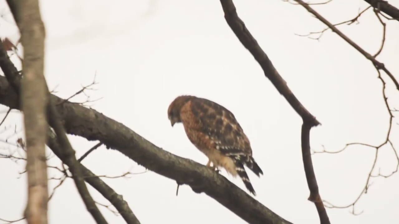A Hawk