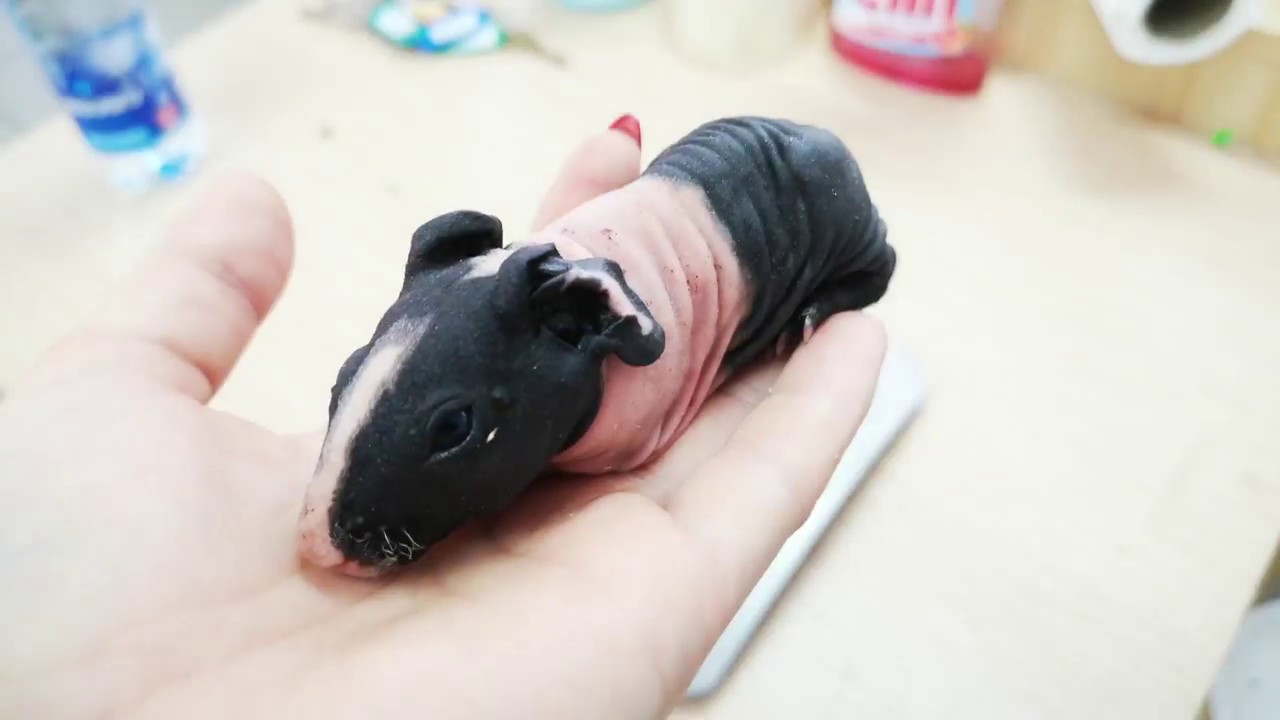 Urodziły się świnki morskie! || Gadzi Bastion