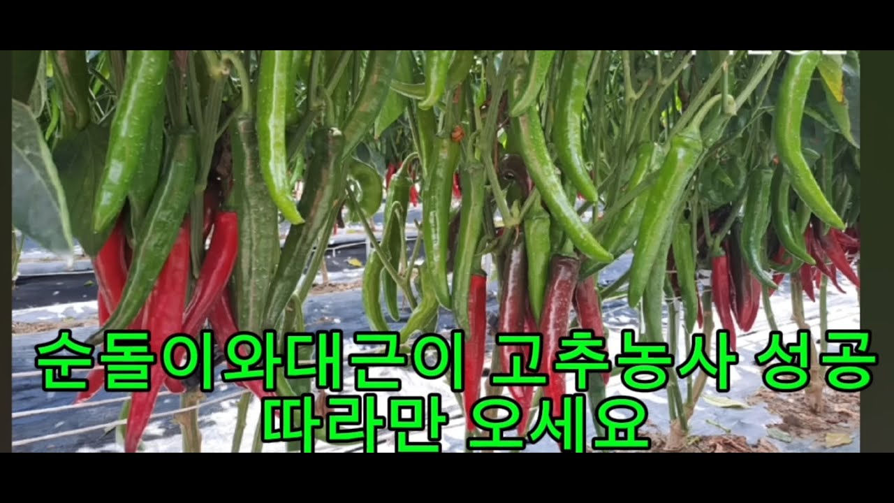 순돌이와대근이 고추농사 성공은 따라만 오세요
