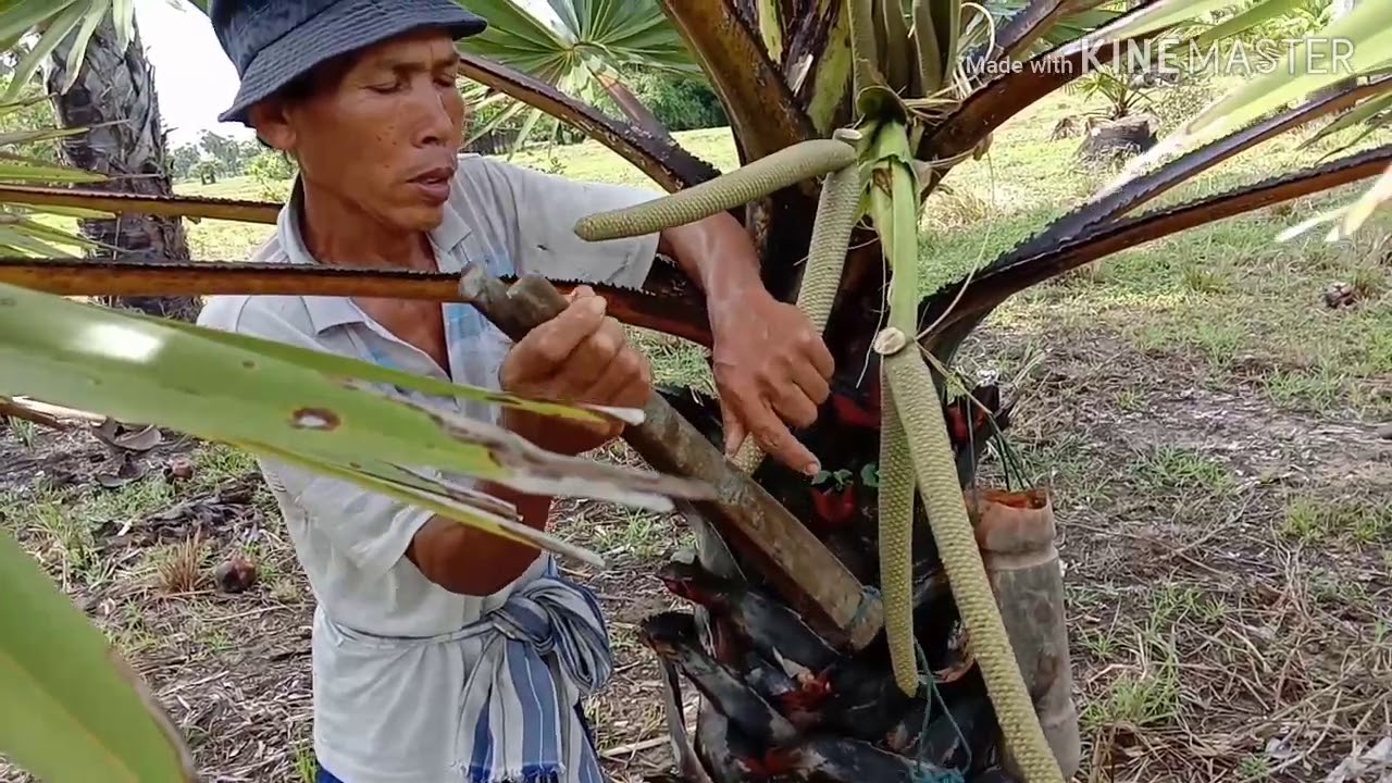 ขั้นตอนการขึ้นตาลโตนด