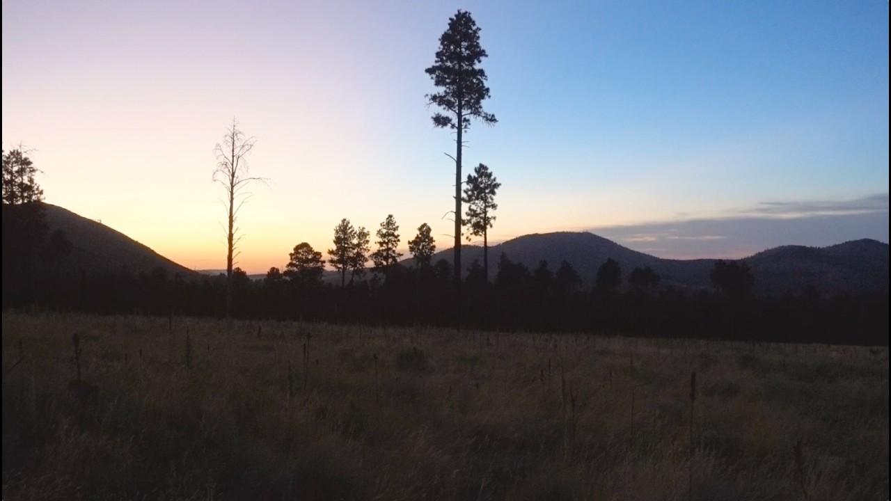 Swayin’ in the Wind | Flagstaff, Arizona | Fuji GA645W & Sony RX100