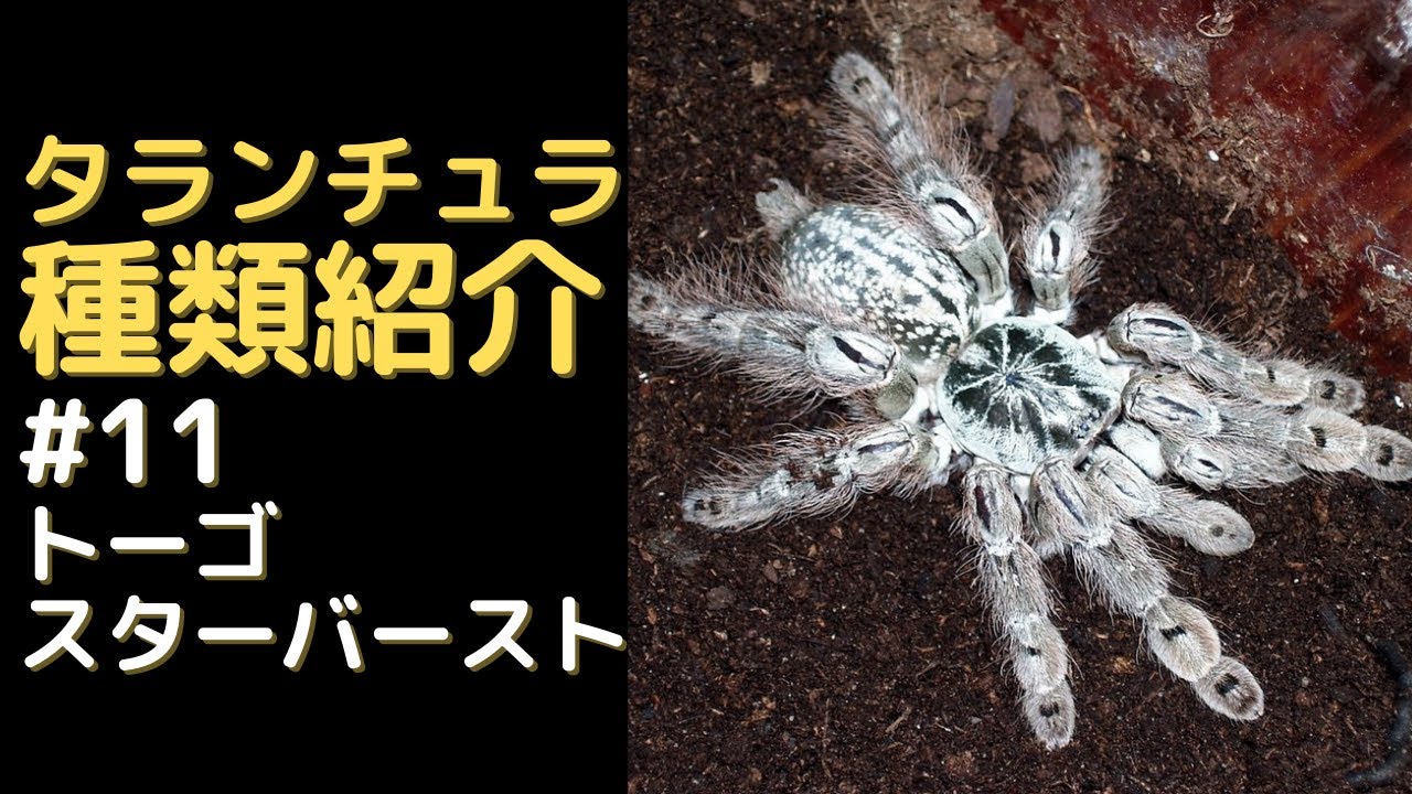 トーゴスターバースト紹介、飼育方法　Heteroscodra maculata【タランチュラ種類紹介】