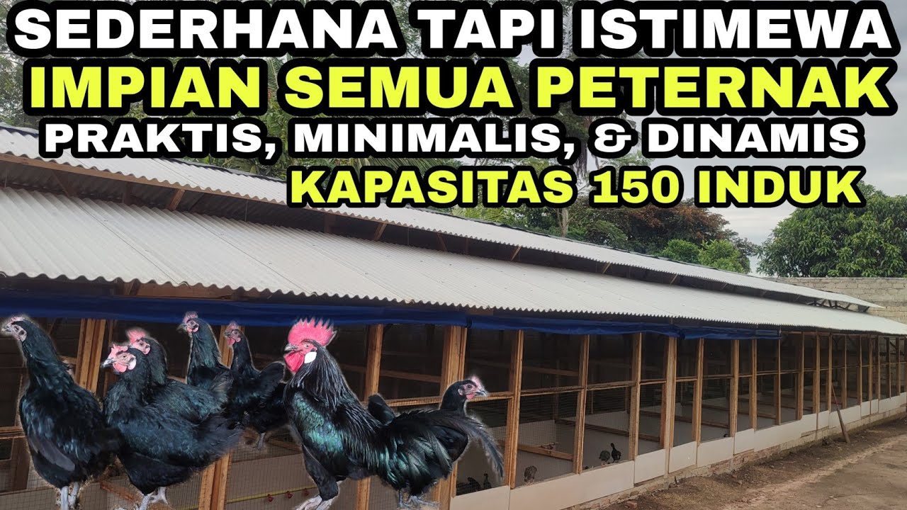 ISTIMEWA!! KANDANG AYAM MINIMALIS & PRAKTIS💯