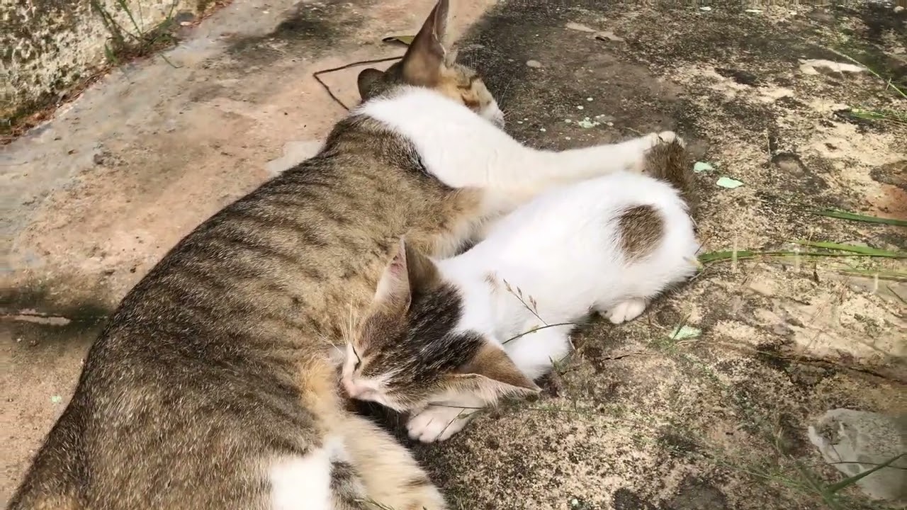 This Kitten Loves Her Mama.