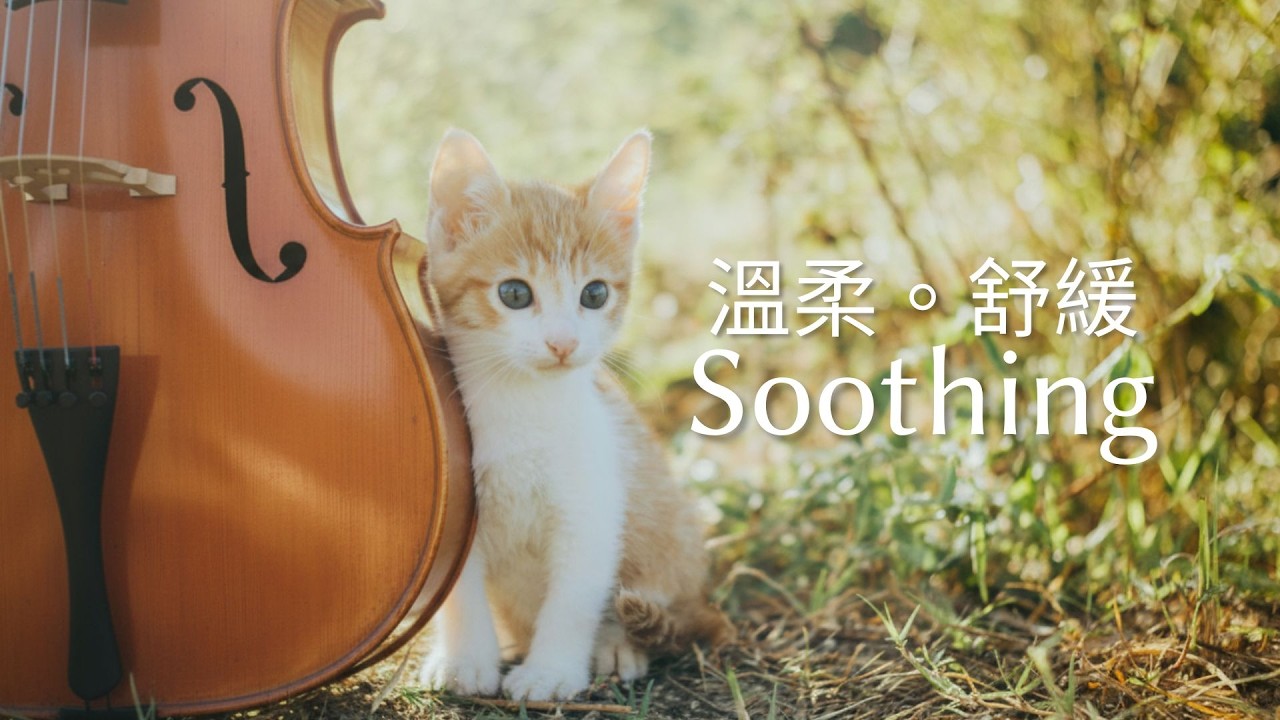世界很吵雜，讓大提琴與鋼琴溫柔的旋律，找回內心的平靜 #cellomusic #peacefulmusic  #soothingmusic