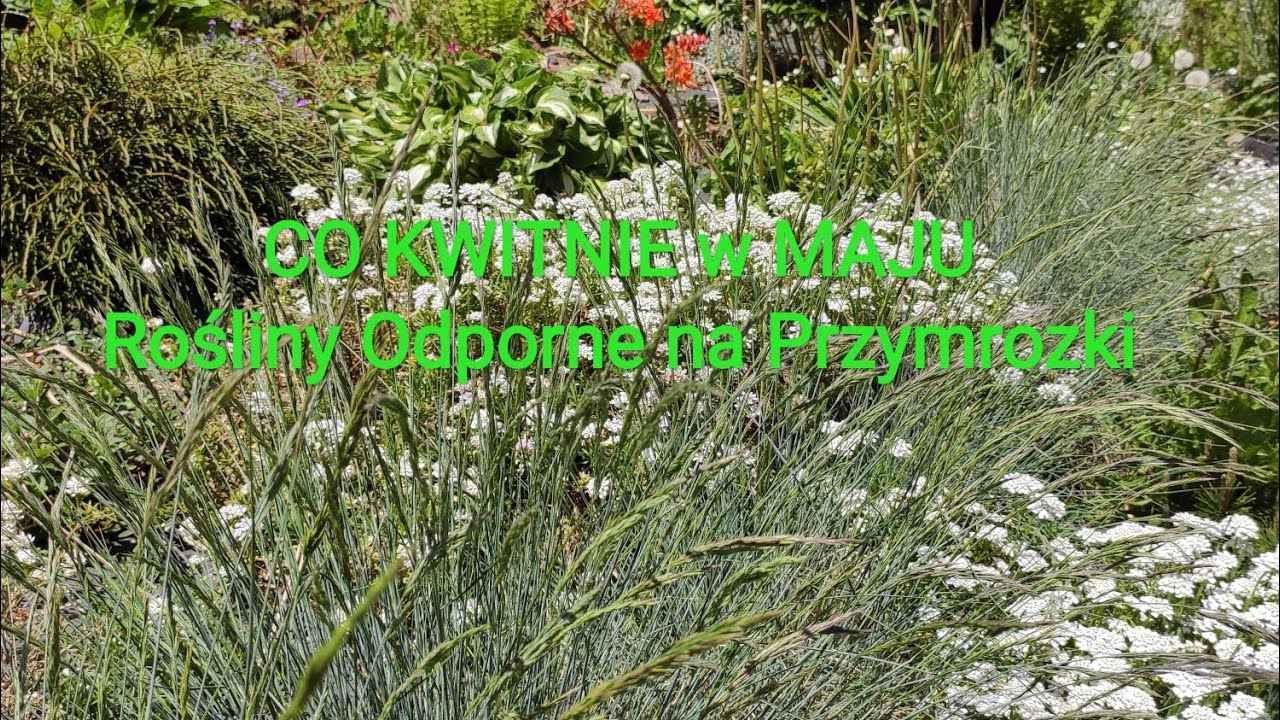 Co Kwitnie w Maju Rośliny Odporne na Przymrozki