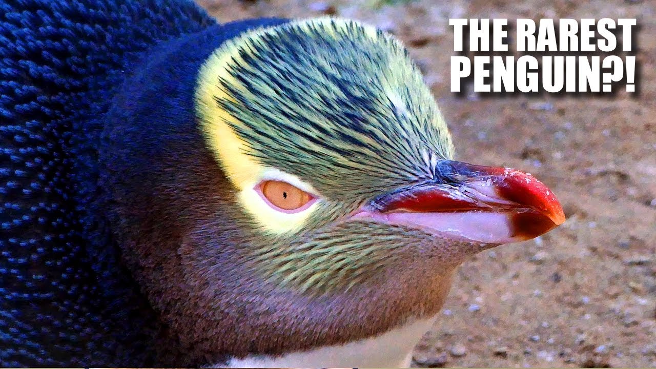 Yellow Eyed Penguin: the RAREST PENGUIN?! 🐧 Animal Fact Files