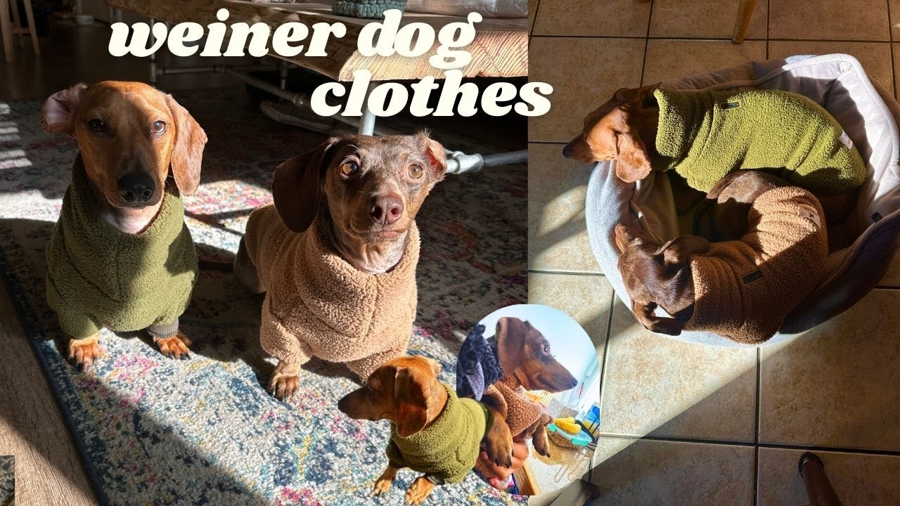 Weiner Dog Sweater