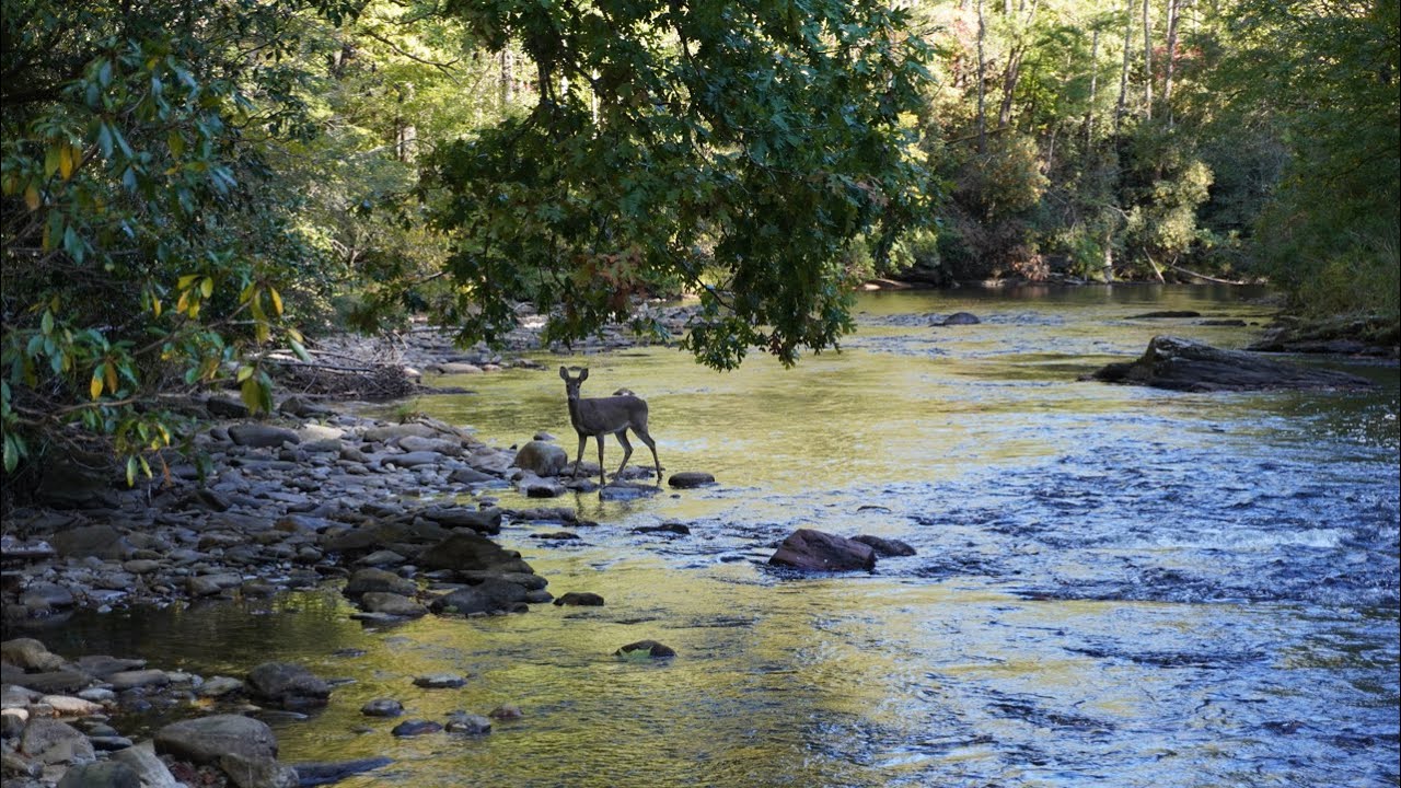 Fall Fly Fishing the Wild and Scenic Chattooga River | Delayed Harvest Section