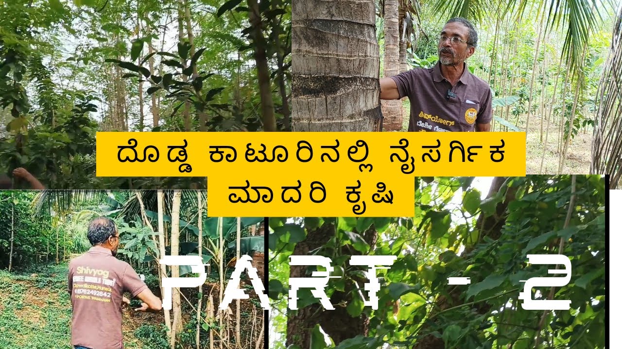 ದೊಡ್ಡ ಕಾಟೂರಿನಲ್ಲಿ ನೈಸರ್ಗಿಕ ಮಾದರಿ ಕೃಷಿ ವಿನ್ಯಾಸ ಭಾಗ -2.    #naturalfarming