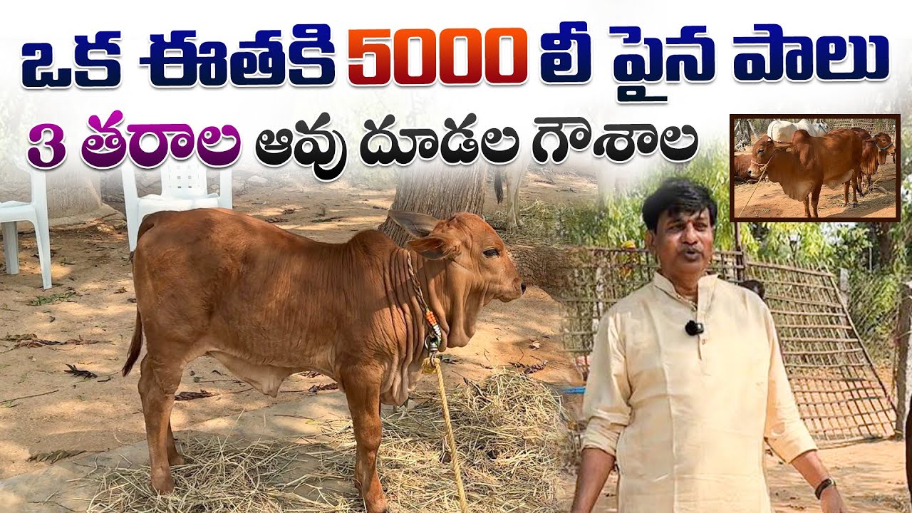 ఒక ఈతకి 5000 లీ పైన పాలు 3 తరాల ఆవు దూడల గౌశాల || High Milking sahiwal Rathi High Breed Cows 