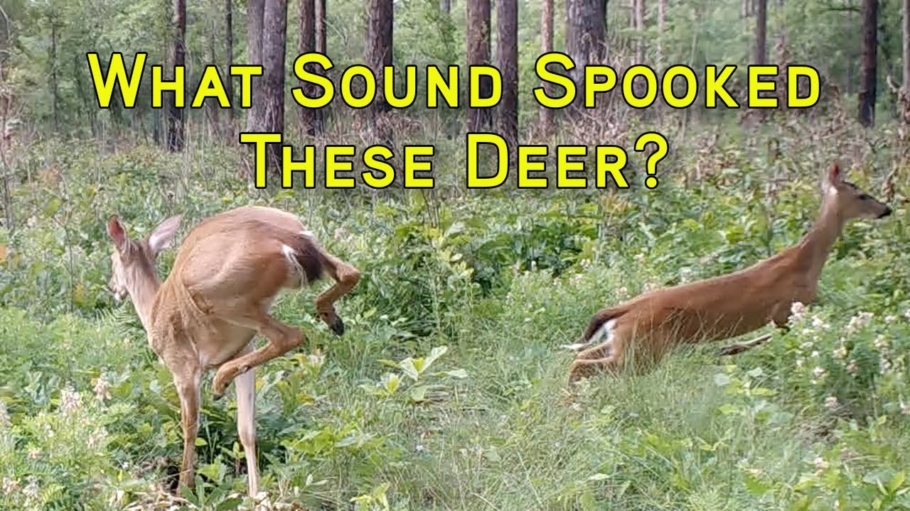 Coyotes, Wolves, Cougars or You: Which Predator Does a Deer Fear Most?