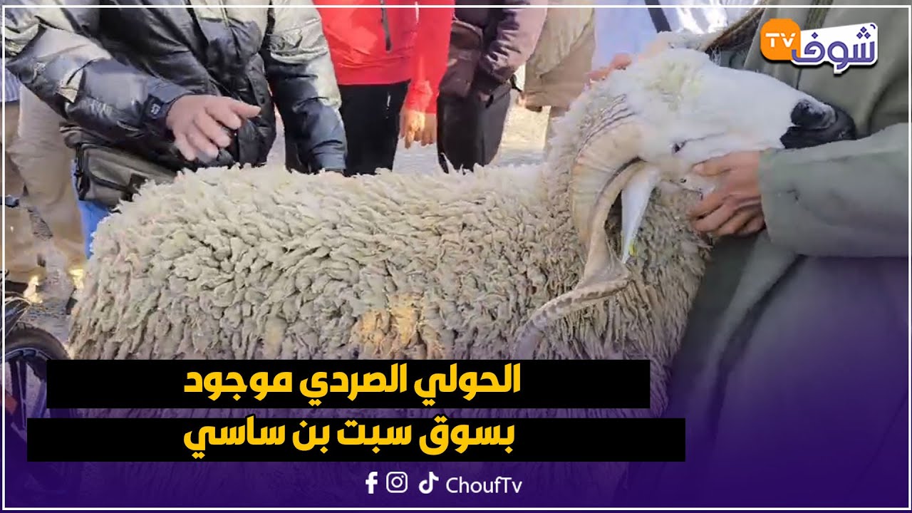 الحولي الصردي موجود بسوق سبت بن ساسي وارتفاع ملحوظ فالثمن ديالو