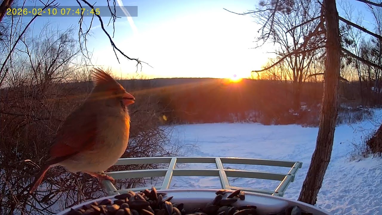 The birds at sunrise February 10th 2026