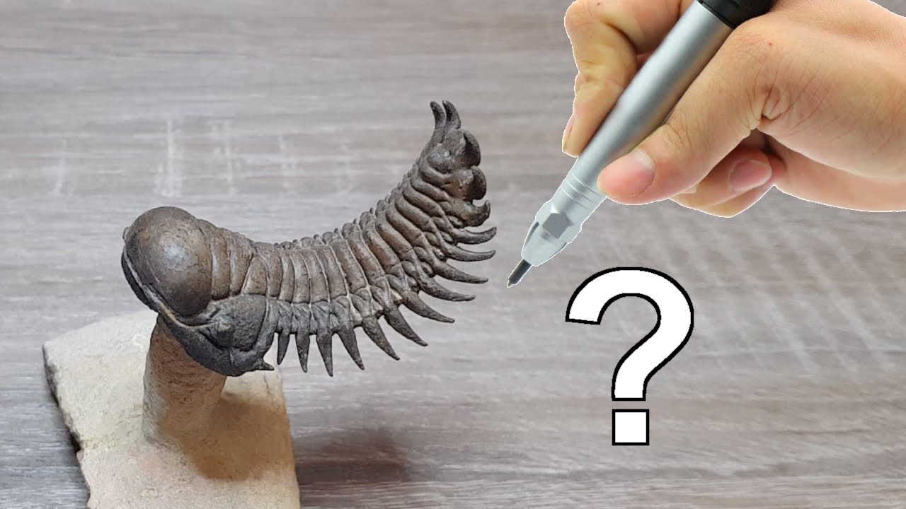 Comment sont préparés les trilobites ?