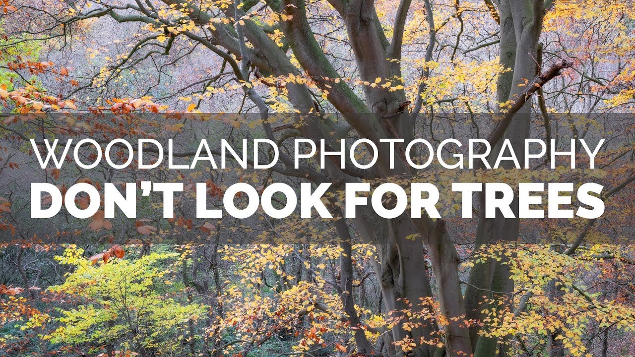 Woodland Photography - Don't Look For Trees