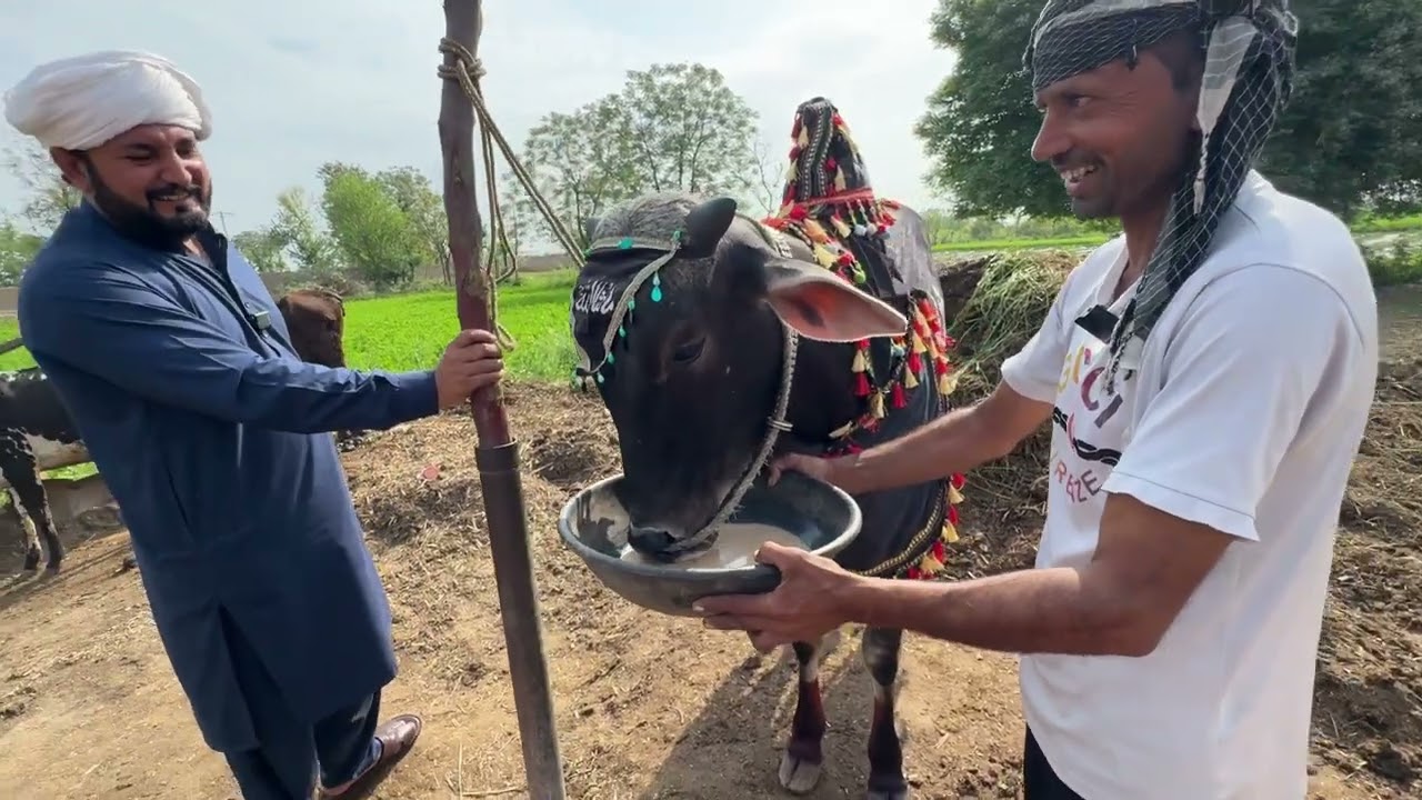 Wehre di pharaai maari | Medaan vch ki karu ga | Puraany shoqeen nal gal bat | Anjum Saroya