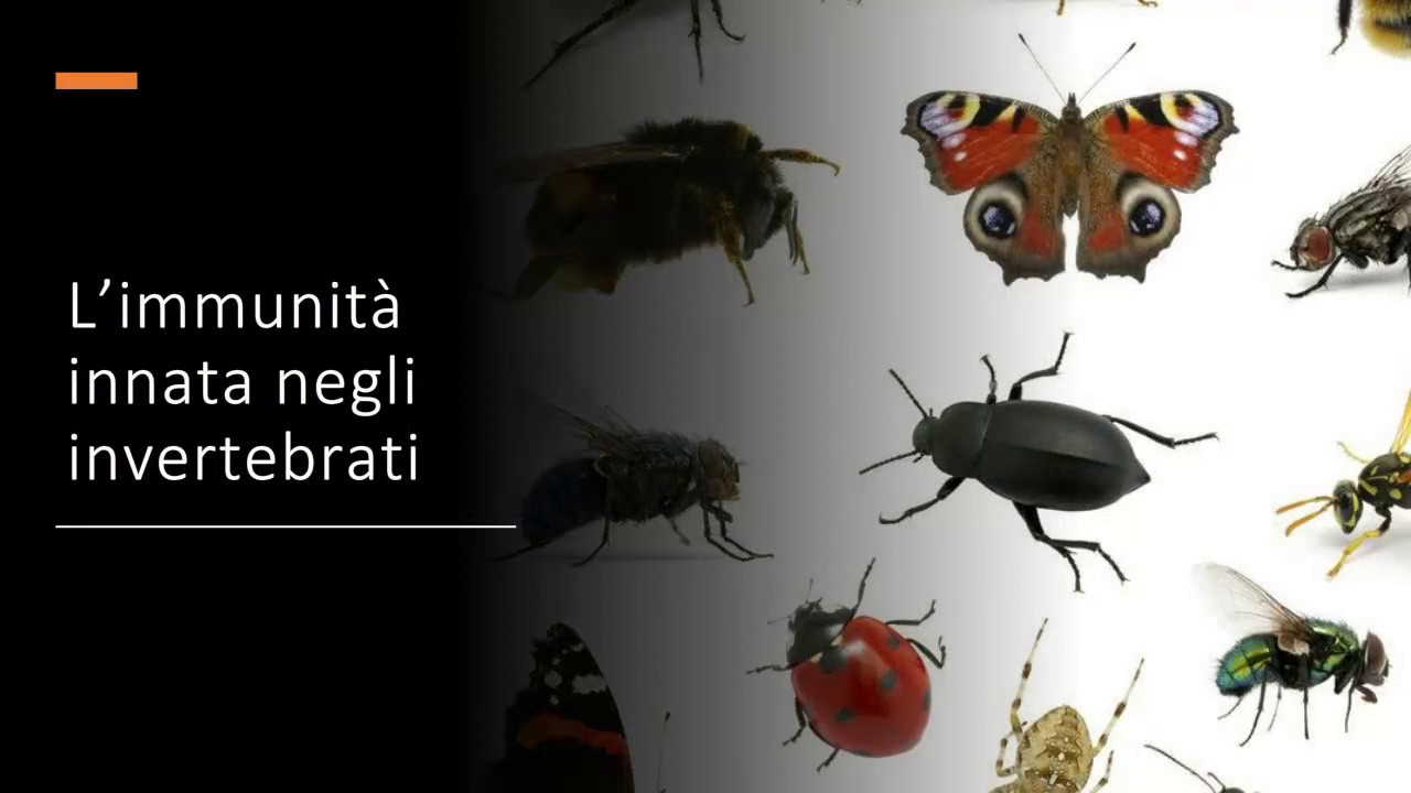 L'immunità innata