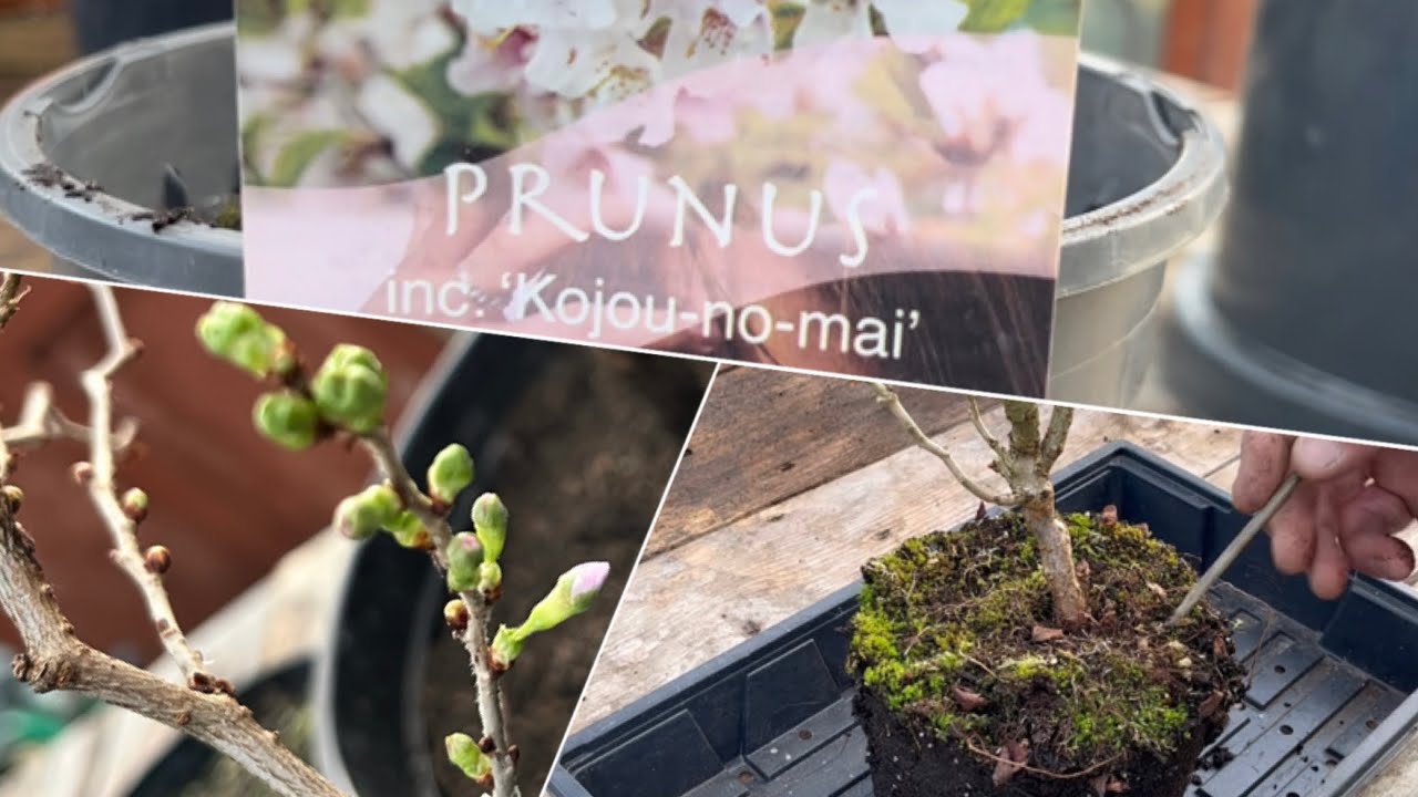 Bonsai Starter Fuji Cherry Kojo’No First Root work on Nursery Stock To Create Great Nebari  #bonsai