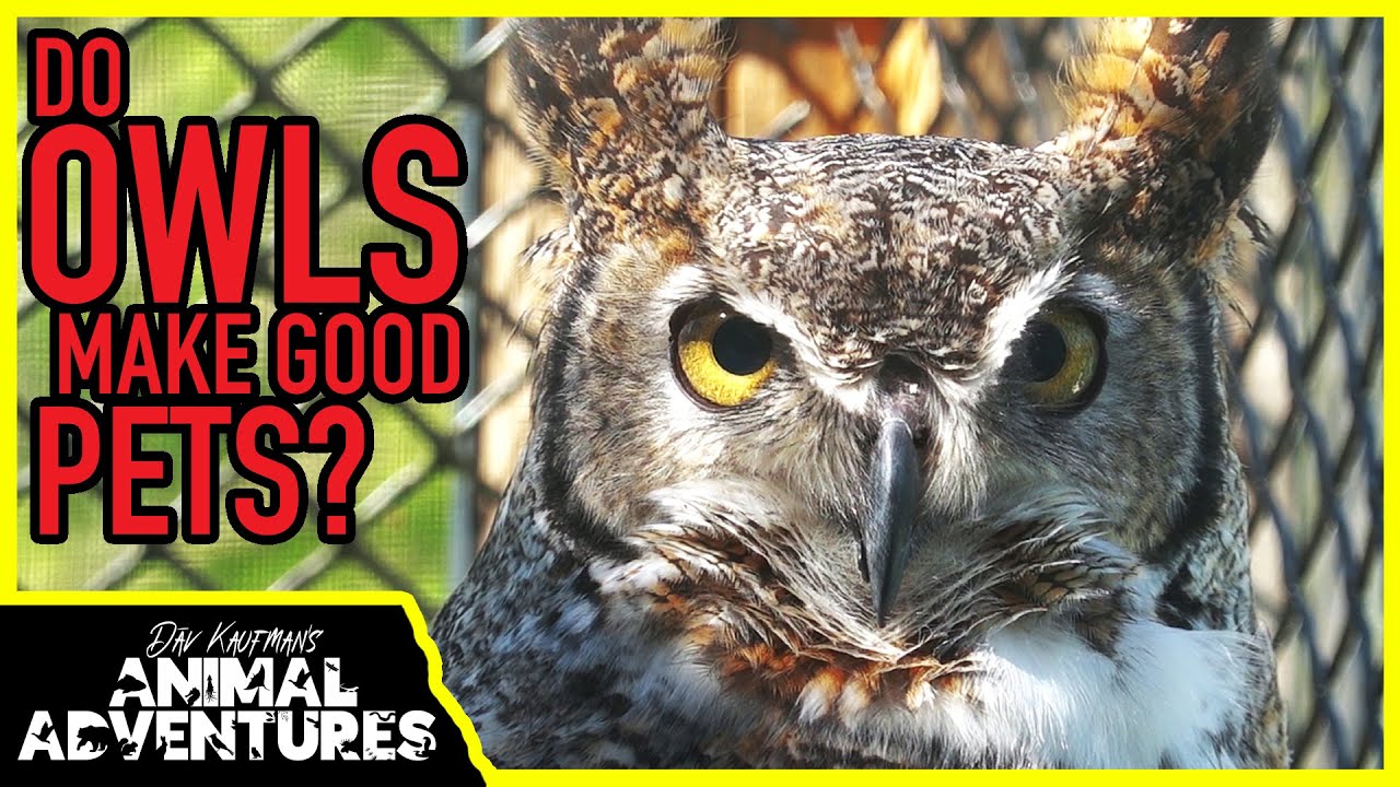 DO OWLS MAKE GOOD PETS?