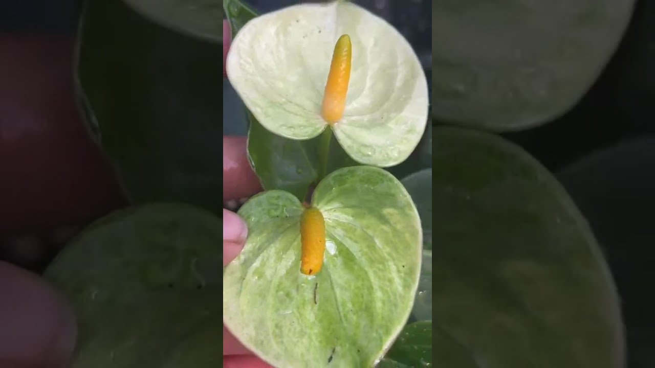 ලස්සන පැකේජයක්#anthuriumwagawasinhala#fyp#plants#anthurium#0765647812