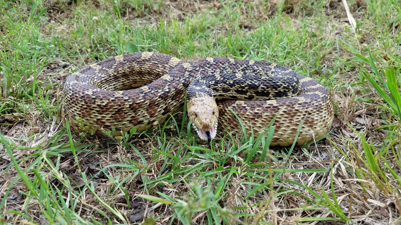 Bull snake hissing