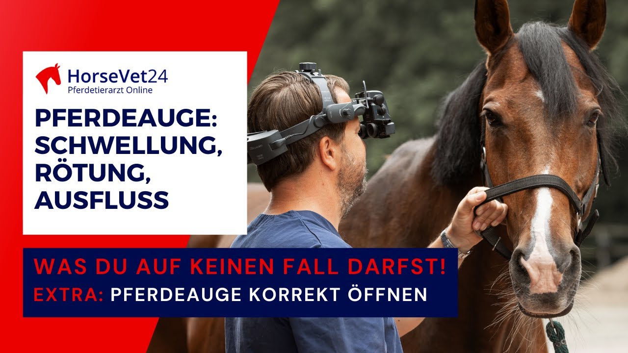 Pferdegesundheit: Was tun, wenn das Auge des Pferdes geschwollen ist? / HorseVet24