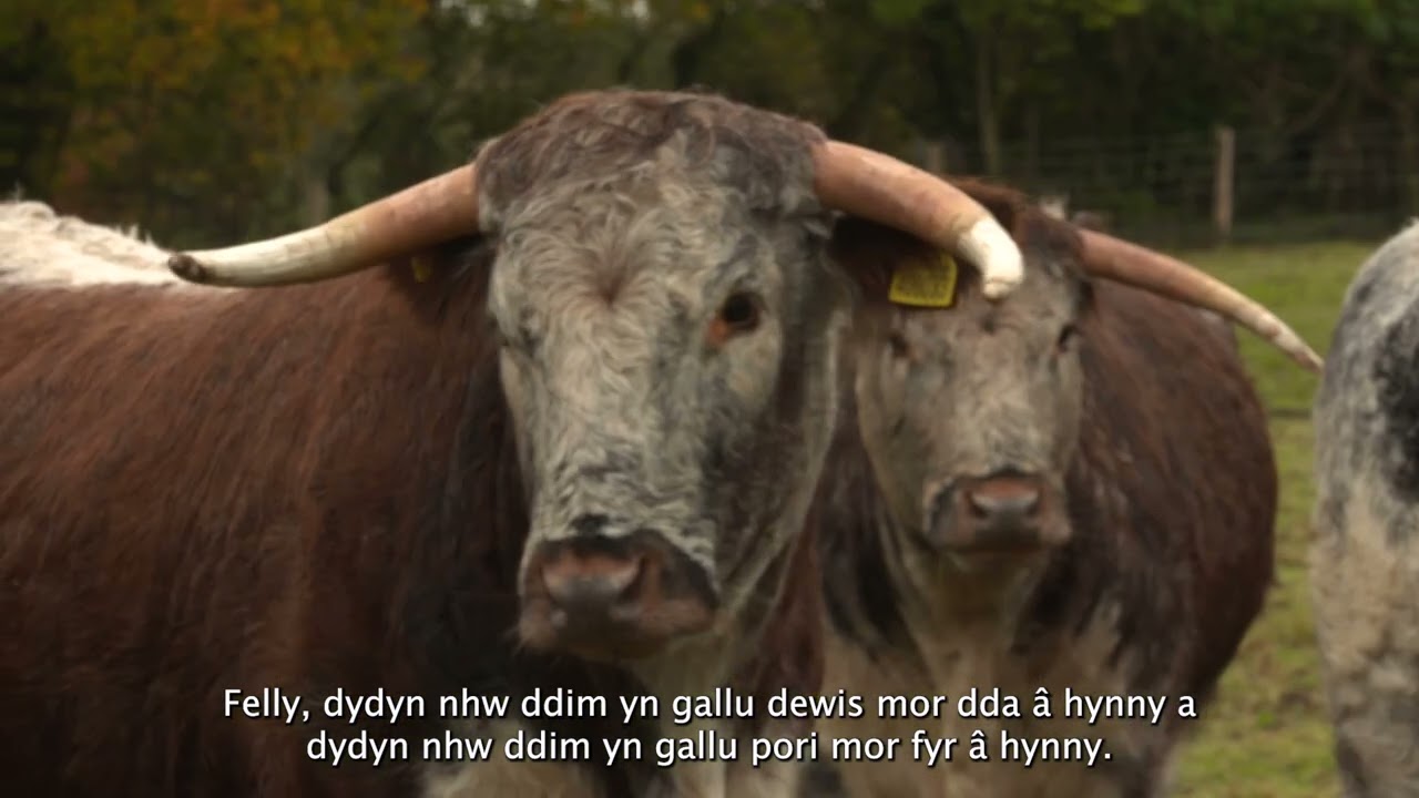 Conservation Grazing