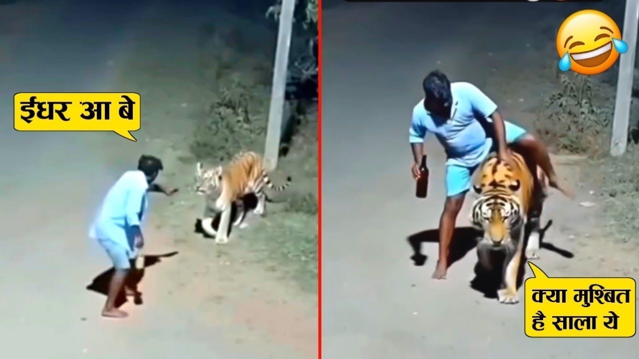 नशे नशे में टाइगर के ऊपर ही बैठ गया ये नशेड़ी और फिर जो हुआ 😂🤣 ll Animal funniest moment 