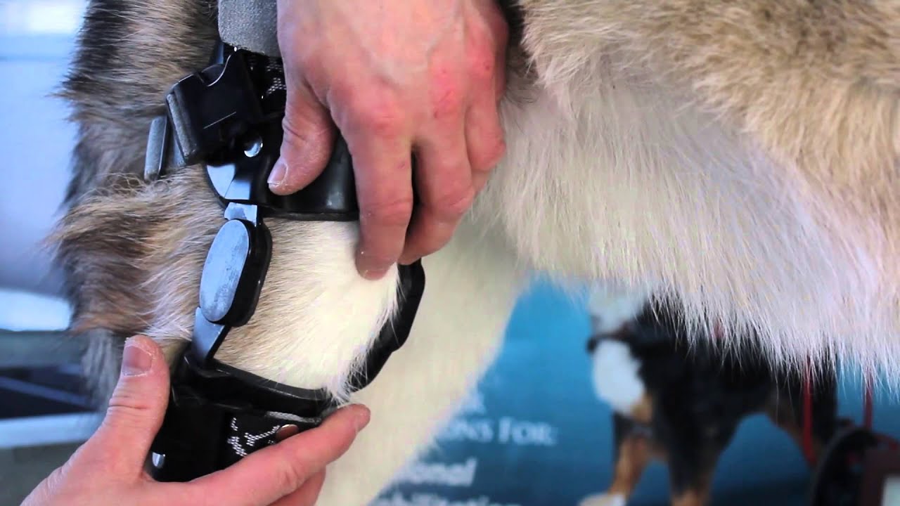 Stifle Brace Fitting
