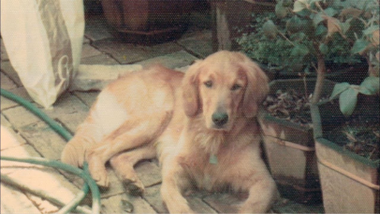 What power did the Golden State Killer have over dogs?