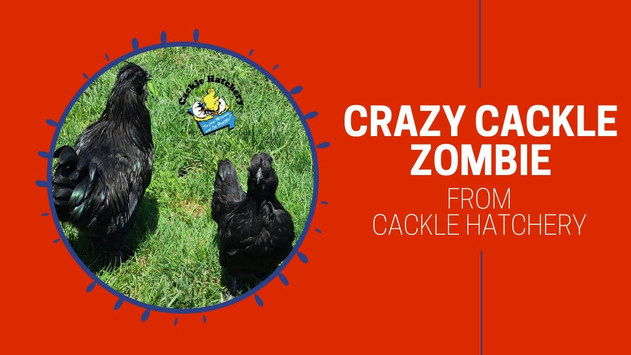 Crazy Cackle Zombie Chicken at Cackle Hatchery