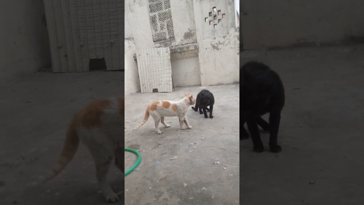 Ahmad yt vlogs cat vs cat
