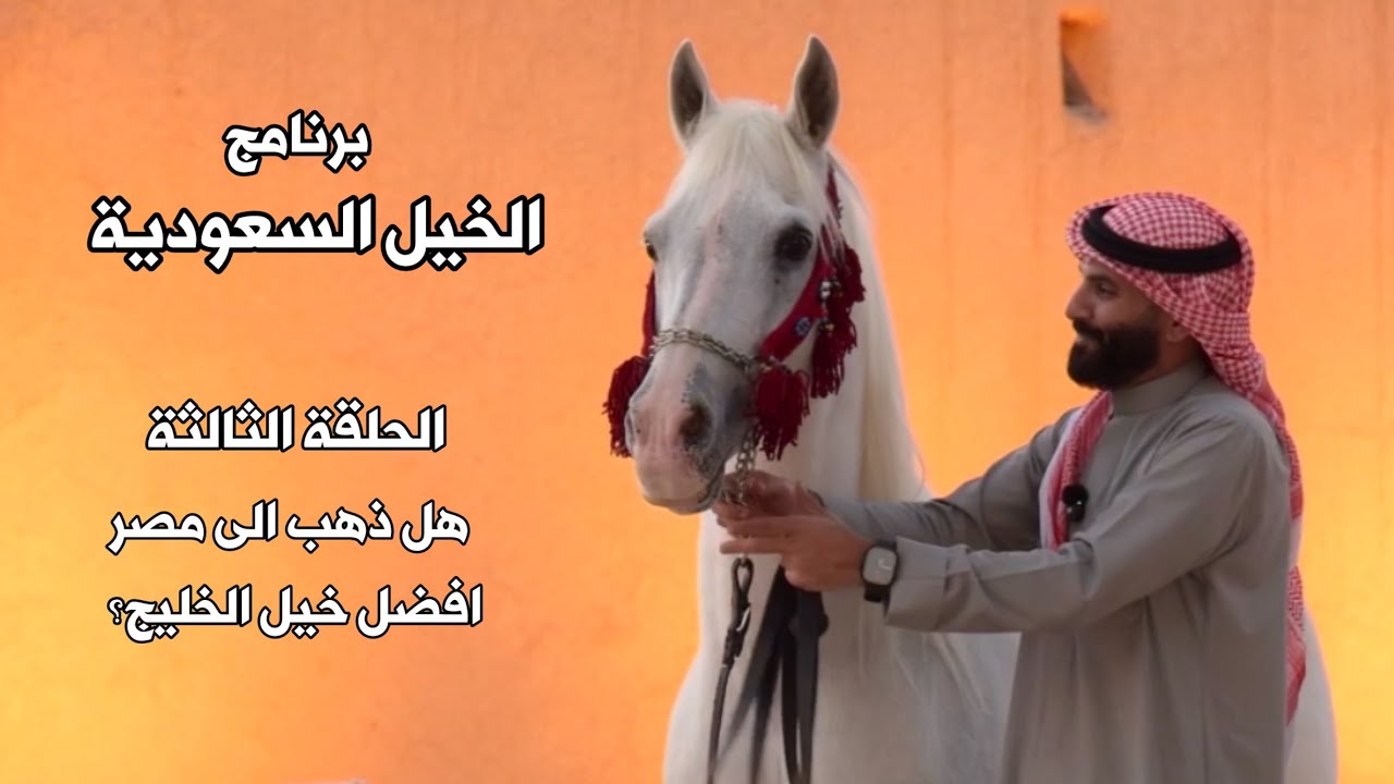 برنامج الخيل السعودية | الحلقة الثالثة |  هل ذهب الى مصر افضل خيل الخليج | اعداد واخراج حمد اللاحم