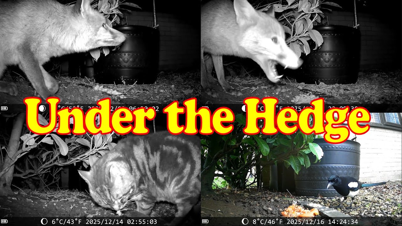 Under the Hedge 20251207 to 20251218