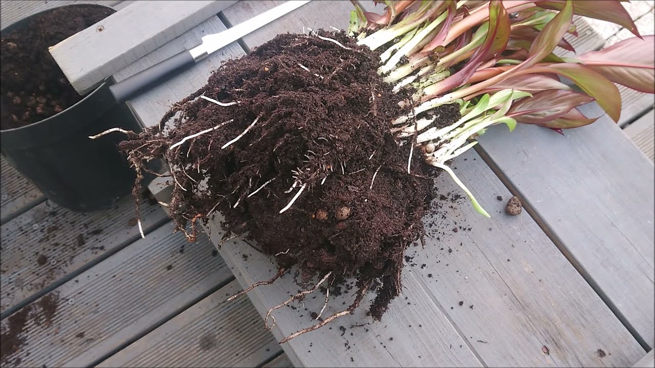 Ensete ventricosum, Абиссинский банан 'Maurelii' РАЗДЕЛЯЙТЕ!!!