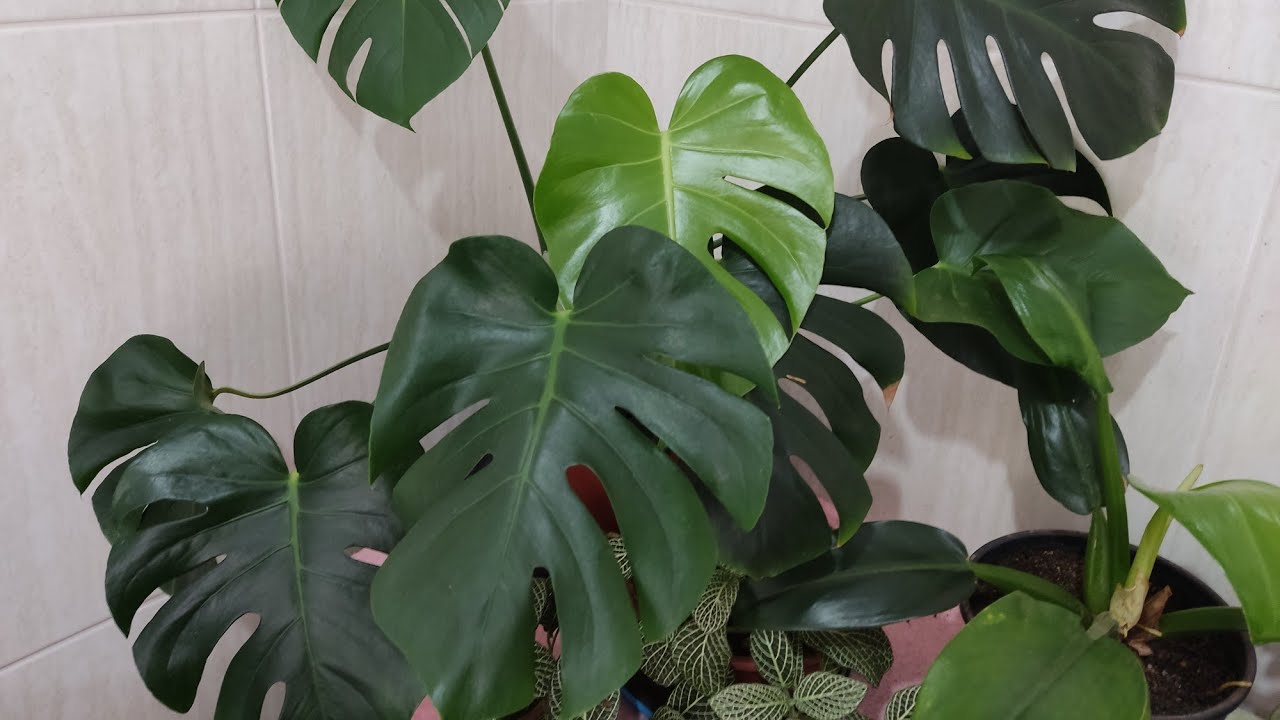 VEM VER ESSA FOLHAGEM VERDE MUITO LINDA./DICAS DE CULTIVO