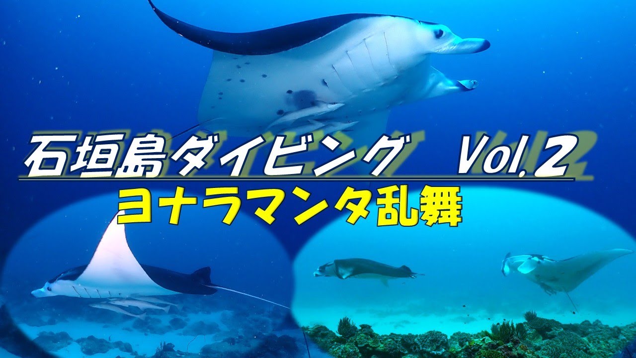 【石垣島ダイビング  VOL2】マンタ乱舞　2025年7月 ヨナラ水道ドリフトダイビングでマンタ乱舞 ヨナラマンタ マンタシティ 石垣島ダイビング 石垣島マンタ 西表島ダイビング　石垣島観光　竹富島