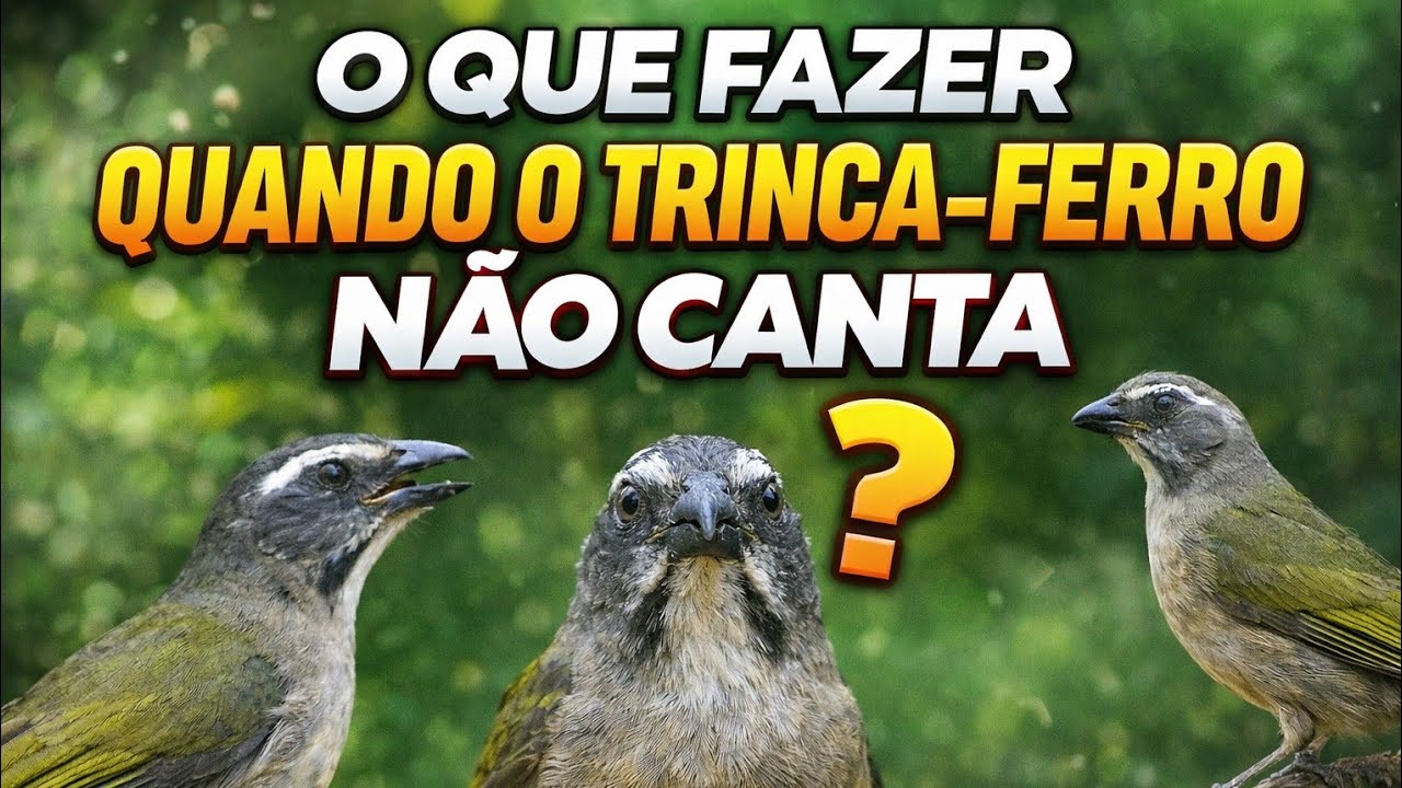 O QUE FAZER COM TRINCA-FERRO QUE NÃO CANTA? #Trincaferro#pássaros#dicas