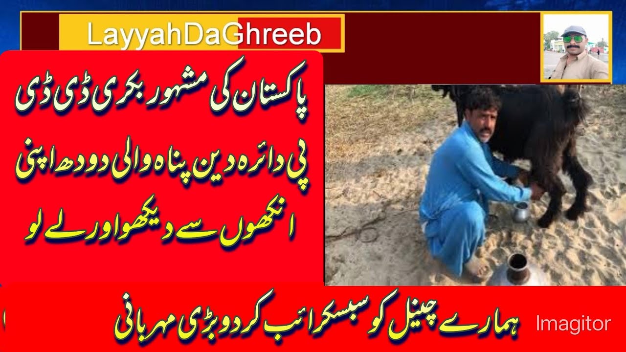 پاکستان کی مشہور بکری ڈی ڈی پی دائرہ دین پناہ والی دودھ اپنی انکھوں سے دیکھو اور لے لو.19.02.2026.