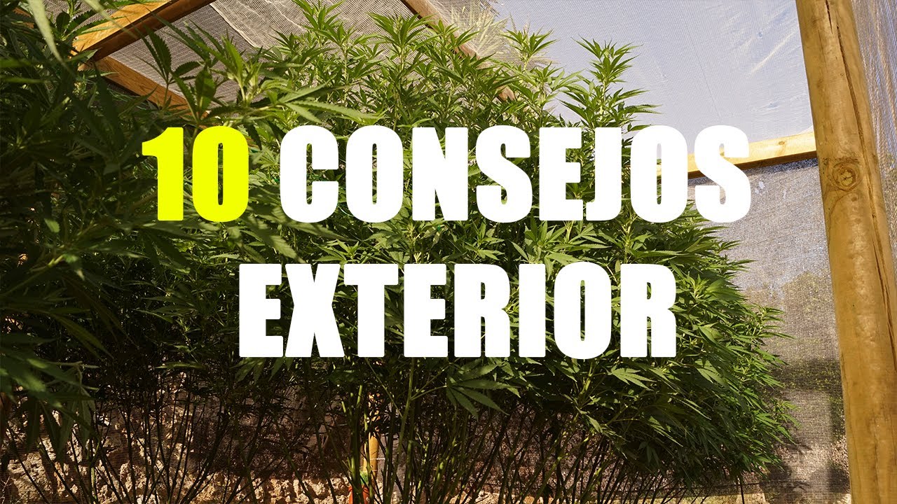 10 CONSEJOS de C&Oacute;MO CULTIVAR CANNABIS en EXTERIOR 2025
