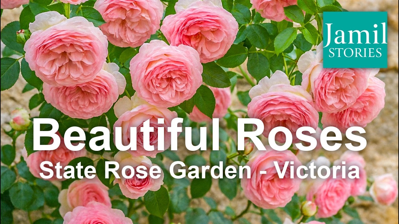 Beautiful Roses at State Rose Garden Victoria | Jamil Stories