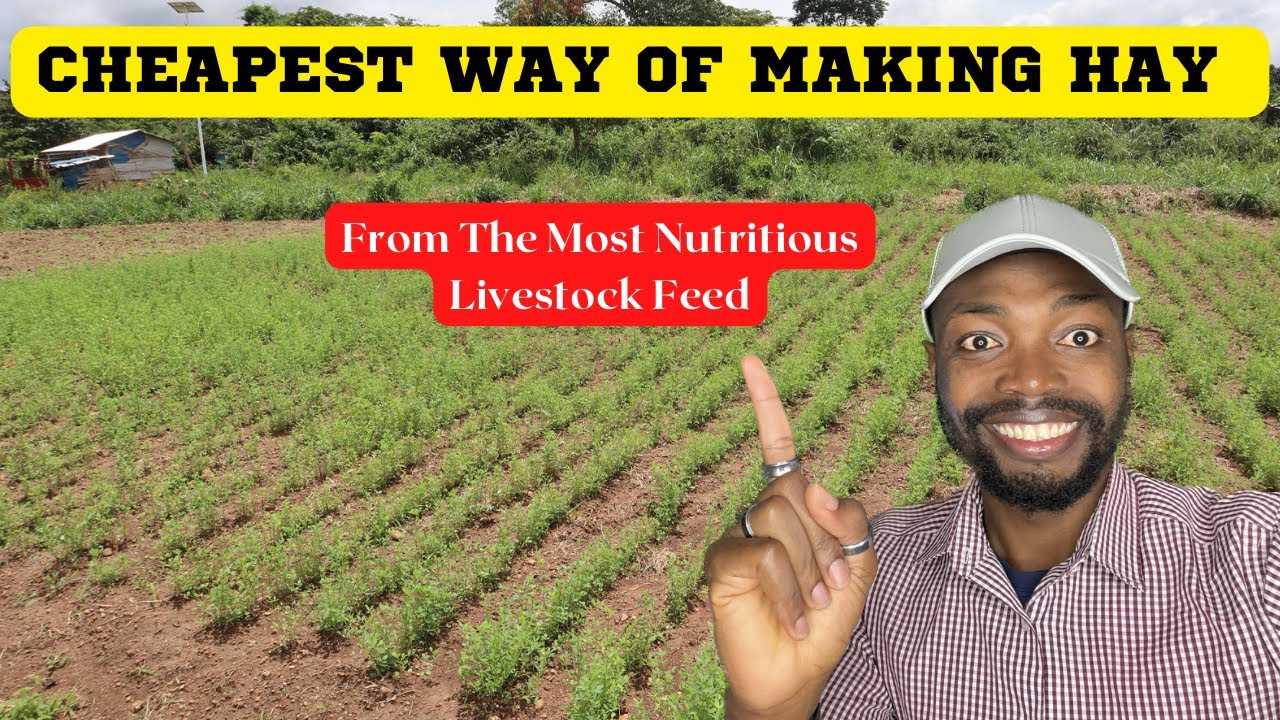 HOW TO HARVEST AND PROCESS ALFALFA FEED FOR LIVESTOCK IN AFRICA