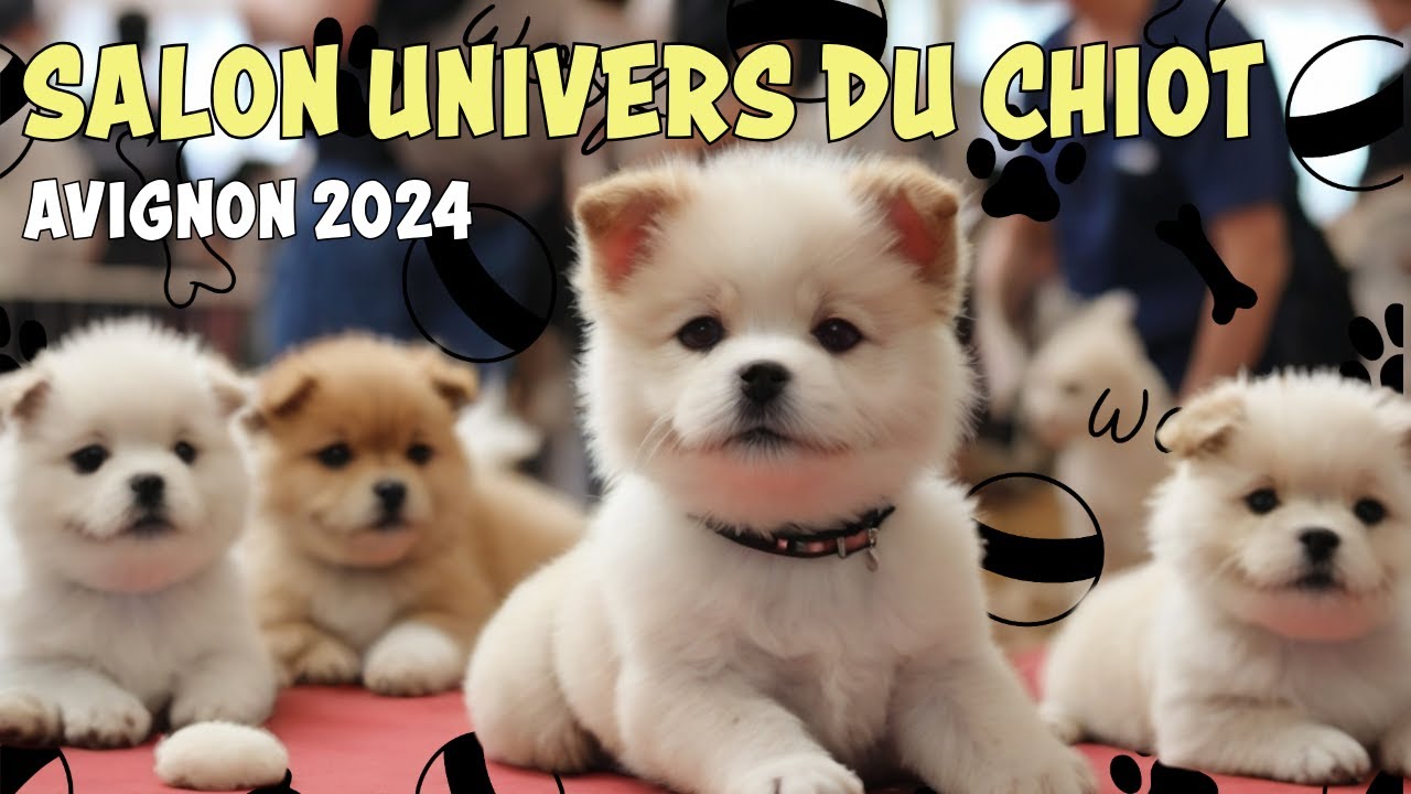 Visite du Salon Univers du Chiot Avignon 2024