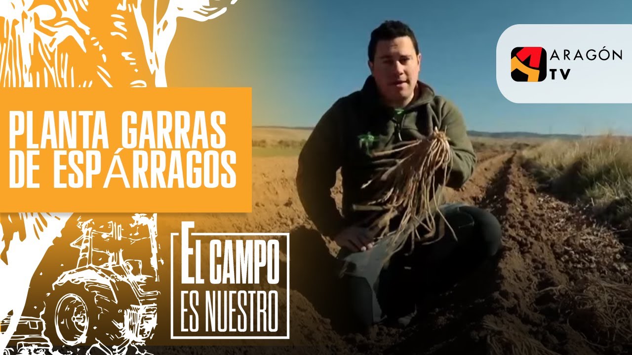 Planta garras de espárragos para recoger dentro de tres años