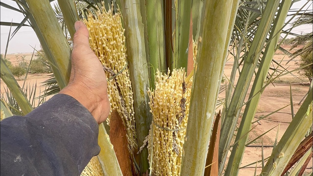 Khajoor Ke Pollination Ka kam | Pollination of Dates Palm 