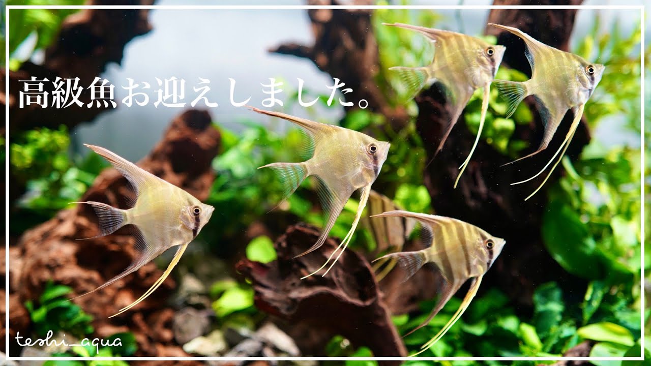 【アクアリウム】高級魚アルタムエンゼルをお迎えしました/アルタムエンゼル/aquarium/vlog/#26