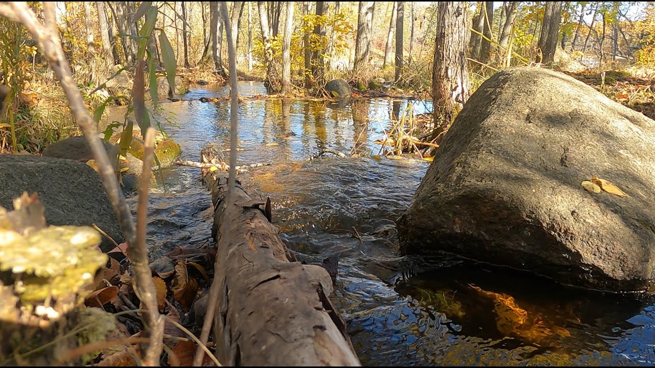 A Hidden Brook in the Forest